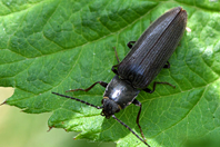 Melanotus villosus Melanotus villosus